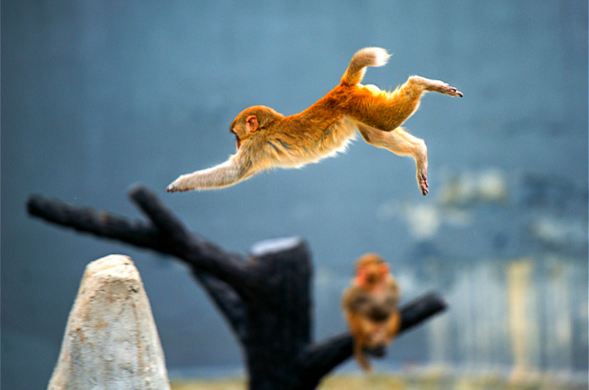 猕猴们在猴山上自在跳跃