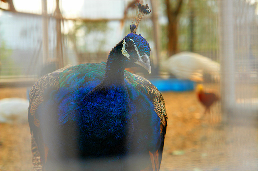 和一只美丽的蓝孔雀近距离对视