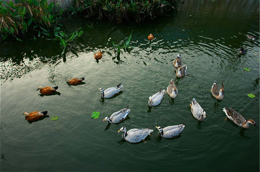 在柏乐园柳林湖里自在游弋的赤麻鸭