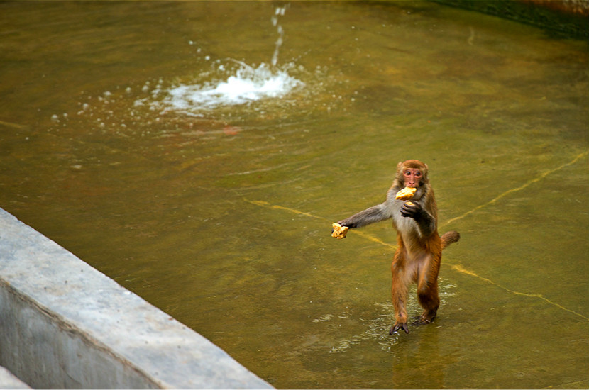 苹果香蕉是猕猴的最爱